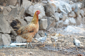 Brown hen stretched neck searching for food