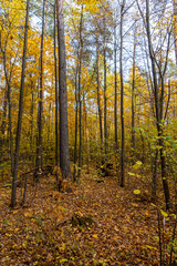 Obraz premium Autumn landscape, forest in autumn, yellow leaves. Beautiful background or screen saver on the phone and computer