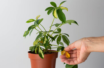 Woman hand holding yellow leaves of Schefflera houseplant leaves on the white background