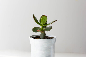Crassula in white pot made from can and painted on the white background