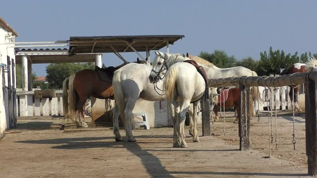 Wild White Camargue Horses standing in a stable in the Regional Park of the Camargue, Tourist ranch in camargue