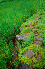 Natural pathway made up of rocks in farm