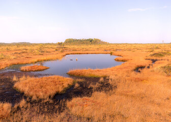 Fototapeta na wymiar traditional peat bog landscape, bog vegetation painted in autumn, grass, moss covers the ground,