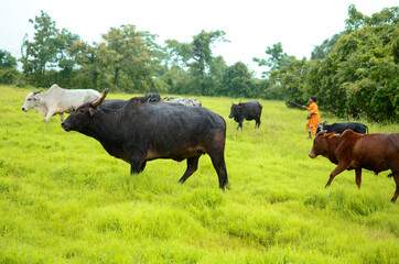 indian bulls and cows walking in rain