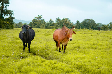 Black and brown bull on meadow during rainy season