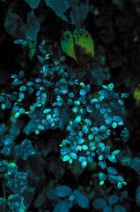 Wet blue tiny leaves grown in dark forest