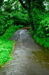Wet concrete road and trees around