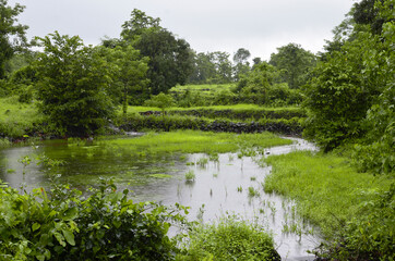 Landscape of green nature during monsoon