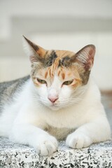 Close up cute cat on cement floor