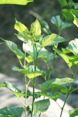 fresh green Morus alba leaves in nature garden