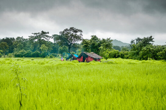 Landscape Of Heavy Rain In India And Small Raw House In Middle