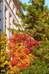 Autumn park in sunny campus of old umiversity in Moscow