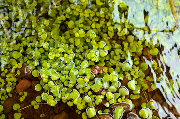 Tiny green leaves grown underwater