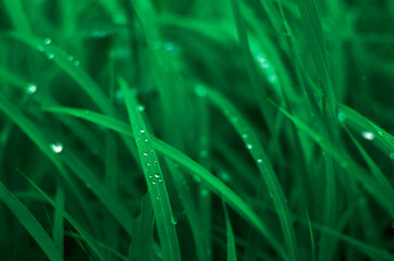 rain water drops on green grass