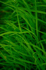 Fototapeta na wymiar Fresh green grass in monsoon season