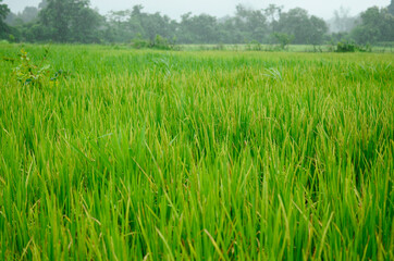 Fresh rice field in a monsoon season