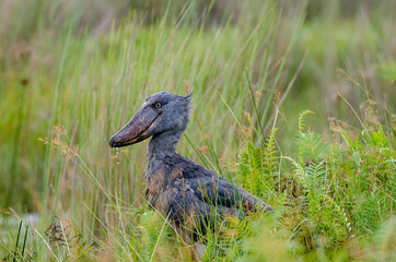 Shoebill in Mabamba Swamp