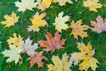 Colorful autumn maple leaves on a green lawn as seasonal nature background