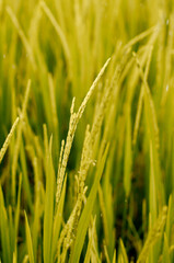 A crop in the farm