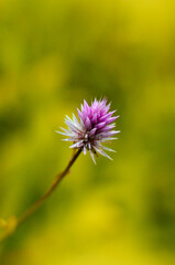 Macro view of a Tiny purple flower in the garden