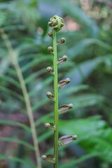 diplazium esculentum leaves (Athyriaceae) asia nature images
