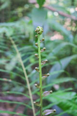 diplazium esculentum leaves (Athyriaceae) asia nature images