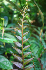 diplazium esculentum leaves (Athyriaceae) asia nature images