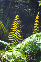 diplazium esculentum leaves (Athyriaceae) asia nature images