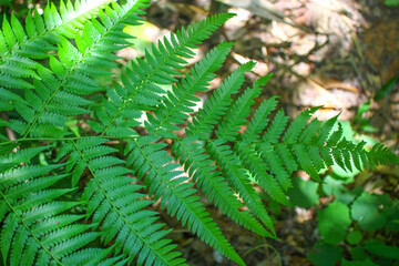 diplazium esculentum leaves (Athyriaceae) asia nature images