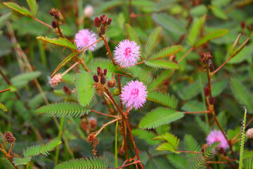 touch-me-not tree or sensitive plant Flowers asia nature