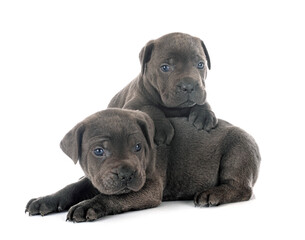 puppies cane corso