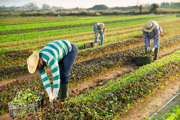 Hired employee in protective mask harvesting mustard in the garden