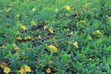 Flores amarillas en una tupida enredadera verde 