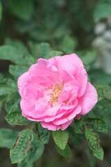 pink rose flower in nature garden