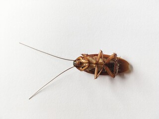 close up cockroach on white background