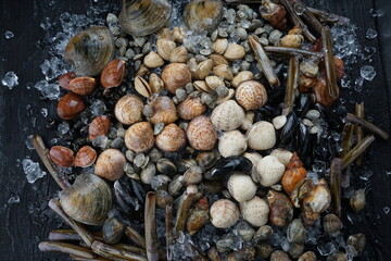 different types of seashells on ice on a black background
