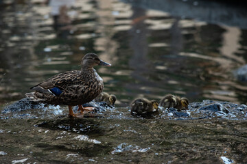 a family group of ducks with chicks and mother ducks walking crossing along the water