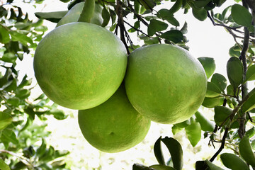 A large round green pomelo fruit hanging on its tree. It has a sweet and sour taste and can be stored for a long time. Thai people can grow this plant all over the provinces.