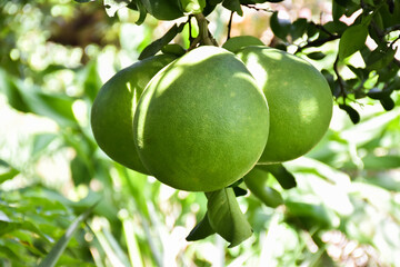 A large round green pomelo fruit hanging on its tree. It has a sweet and sour taste and can be stored for a long time. Thai people can grow this plant all over the provinces.