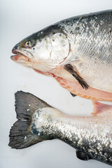fresh fish salmon head and tail on white background vertical photo
