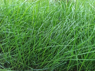 green grass background