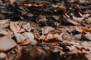 autumn leaf on the earth dark photograph