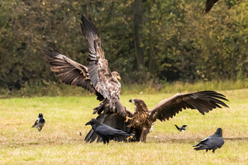 White Tailed Eagle (Haliaeetus albicilla) in flight. Also known as the ern, erne, gray eagle, Eurasian sea eagle and white-tailed sea-eagle. Wings Spread. Poland, Europe. Birds of prey.