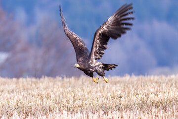 White Tailed Eagle (Haliaeetus albicilla) in flight. Also known as the ern, erne, gray eagle, Eurasian sea eagle and white-tailed sea-eagle. Wings Spread. Poland, Europe. Birds of prey.