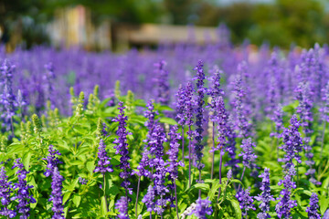 Fototapeta premium Purple flower field with green leaves