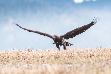 White Tailed Eagle (Haliaeetus albicilla) in flight. Also known as the ern, erne, gray eagle, Eurasian sea eagle and white-tailed sea-eagle. Wings Spread. Poland, Europe. Birds of prey.