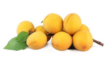 A branch with apricots isolated on white