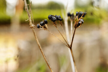 Black fruits of alexanders plant