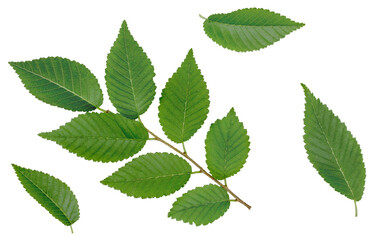 Fototapeta na wymiar Elm green leaves isolated on white background, top view, flat lay
