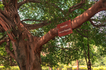 Fototapeta premium very old tree with a board written protect me I am not disposable on it symbolic save tree and save nature photo